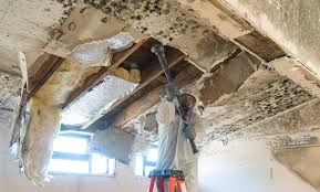 Best Commercial Mold Inspection  in Parkland, FL